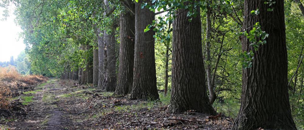 Alte Pappeln an der Nuthe im Bereich Potsdam Drewitz
