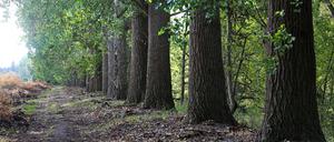 Alte Pappeln an der Nuthe im Bereich Potsdam Drewitz