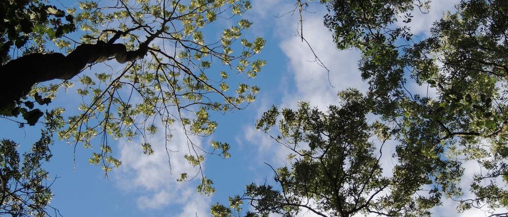 Lichte Kronen deuten auf den schlechten Zustand befallener Eschen.
