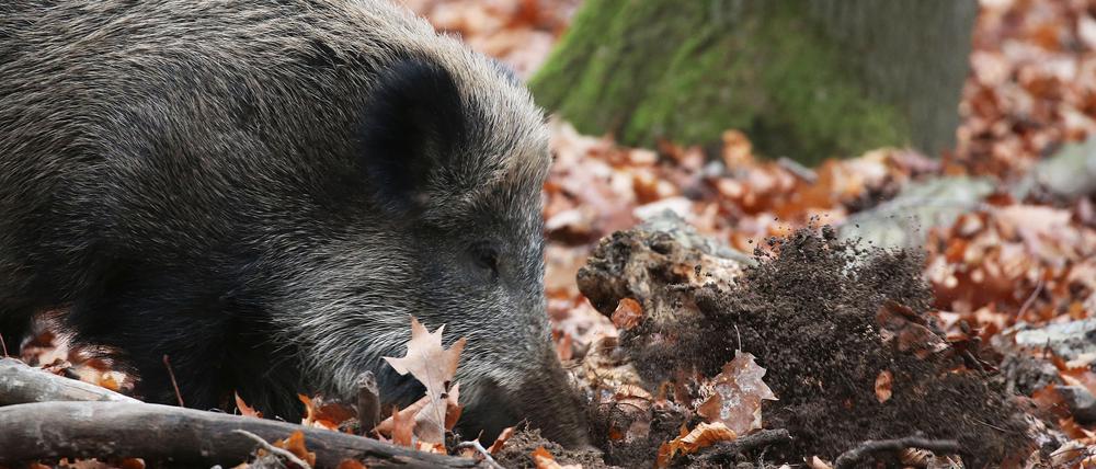 Ein Wildschwein wühlt im Gut Leidenhausen das Erdreich auf.