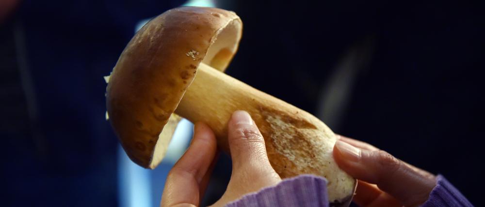 Pilzsammler sollten sich laut Experten eher nicht auf Erkennungs-Apps verlassen.