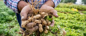 Erdnüsse werden auf dem Versuchsfeld im Bayerischen Fürstenzell geerntet.