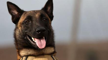 Die am 21.09.2023 von seinem Besitzer Mahmud Al-Matari herausgegebene Aufnahme zeigt Ivar, einen Rettungshund der Rasse Malinois (belgischer Schäferhund). Ivar ist der jüngste Held in den Überschwemmungsgebieten in Libyen. «Er hat bei der Suche nach Vermissten geholfen und dabei unter anderem eine Familie in den Trümmern aufgespürt», sagte Mahmud Al-Matari, der Halter des Hundes, der Deutschen Presse-Agentur am Donnerstag. Eigentlich sei er kein ausgebildeter Suchhund, sondern spezialisiert auf das Aufspüren von Drogen. Dennoch habe er insbesondere in den Tagen bevor die Spezialteams eintrafen, bei der Suche nach Vermissten gute Arbeit geleistet. Das habe ihn sehr berühmt gemacht, so Al-Matari. Er selbst ist Polizist. 