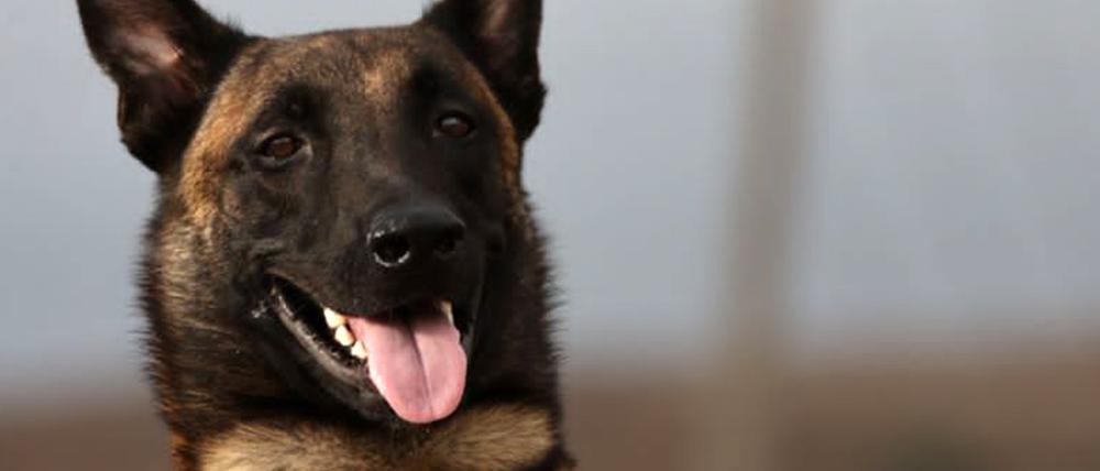 Die am 21.09.2023 von seinem Besitzer Mahmud Al-Matari herausgegebene Aufnahme zeigt Ivar, einen Rettungshund der Rasse Malinois (belgischer Schäferhund). Ivar ist der jüngste Held in den Überschwemmungsgebieten in Libyen. «Er hat bei der Suche nach Vermissten geholfen und dabei unter anderem eine Familie in den Trümmern aufgespürt», sagte Mahmud Al-Matari, der Halter des Hundes, der Deutschen Presse-Agentur am Donnerstag. Eigentlich sei er kein ausgebildeter Suchhund, sondern spezialisiert auf das Aufspüren von Drogen. Dennoch habe er insbesondere in den Tagen bevor die Spezialteams eintrafen, bei der Suche nach Vermissten gute Arbeit geleistet. Das habe ihn sehr berühmt gemacht, so Al-Matari. Er selbst ist Polizist. 