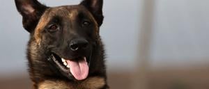 Die am 21.09.2023 von seinem Besitzer Mahmud Al-Matari herausgegebene Aufnahme zeigt Ivar, einen Rettungshund der Rasse Malinois (belgischer Schäferhund). Ivar ist der jüngste Held in den Überschwemmungsgebieten in Libyen. «Er hat bei der Suche nach Vermissten geholfen und dabei unter anderem eine Familie in den Trümmern aufgespürt», sagte Mahmud Al-Matari, der Halter des Hundes, der Deutschen Presse-Agentur am Donnerstag. Eigentlich sei er kein ausgebildeter Suchhund, sondern spezialisiert auf das Aufspüren von Drogen. Dennoch habe er insbesondere in den Tagen bevor die Spezialteams eintrafen, bei der Suche nach Vermissten gute Arbeit geleistet. Das habe ihn sehr berühmt gemacht, so Al-Matari. Er selbst ist Polizist. 