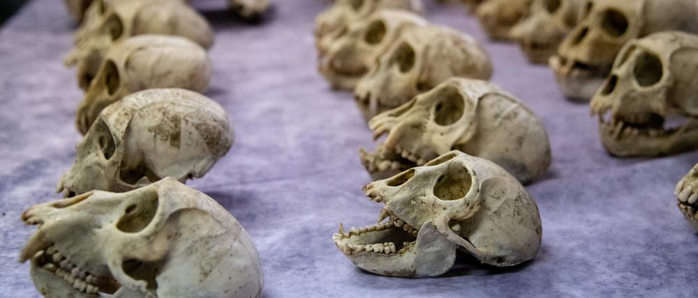 Wie Zollvertreter am Donnerstag am Pariser Flughafen Charles de Gaulle vor Journalisten erklärten, waren die Knochen für Sammler in den USA bestimmt, die damit Kuriositätenkabinette bestücken oder sie als Trophäen verwenden wollten.