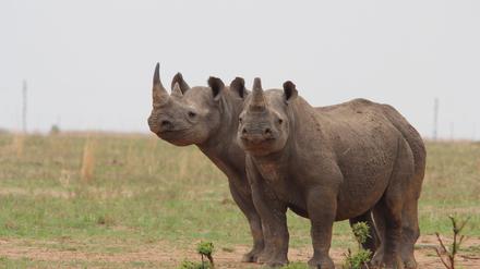 Breitmaulnashörner auf dem Gebiet der privaten Nashornaufzucht von J. Hume in Südafrika. Die Naturschutzorganisation African Parks hat das größte Nashornzucht-Projekt der Welt erworben. 