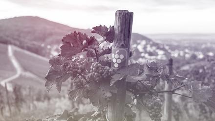 Trauben hängen an Weinreben in einem Weinberg in Oberdollendorf. 