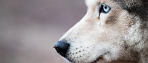 A husky dog is seen in a kennel in the city of Barentsburg on the Svalbard archipelago, Russia.