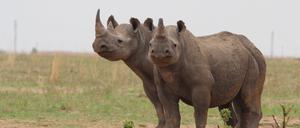 In Afrika gibt es erstmals seit einem Jahrzehnt wieder mehr Nashörner.