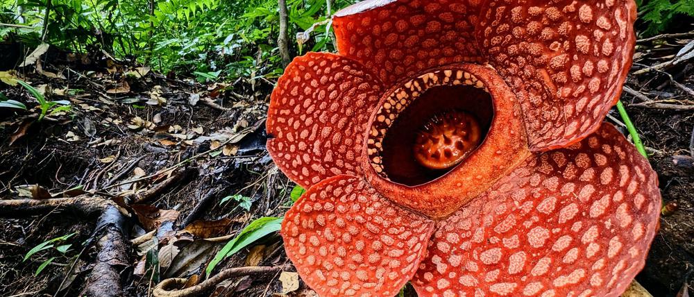 Die Rafflesia kemumu, aufgenommen im Regenwald von Sumatra.