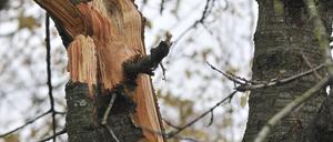 „Baumfrevel“ (Symbolbild).