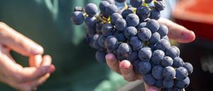 Dunkle Trauben der Sorte Regent.