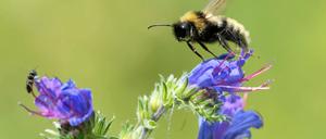 Eine Bärtige Kuckuckshummel an einer Blume.