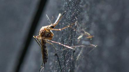 Eine Mücke in Deutschland, hier die Art Aedes vexans (Symbolbild).