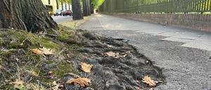So sieht der Berg-und-Tal-Weg heute aus: Die Bäume haben sich den Radweg erobert.