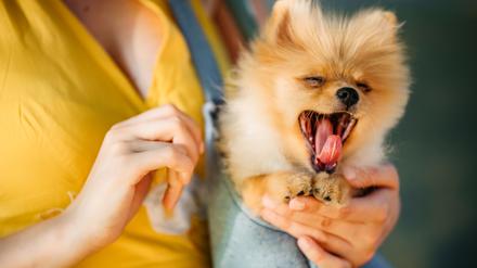 Auch ein Modehund: Der Zwergspitz, auch Pomeranian genannt, ist niedlich und passt in die Handtasche. 