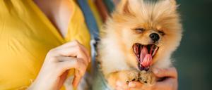 Auch ein Modehund: Der Zwergspitz, auch Pomeranian genannt, ist niedlich und passt in die Handtasche. 