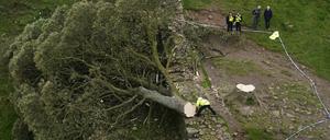 Der Baum wurde glatt abgesägt und fiel auf die Mauer des Hadrianswalls. Die Baumkrone liegt auf der anderen Seite.