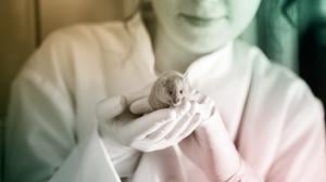 Schon lange tüfteln Forschende an Lösungen, um Organismen zu verjüngen – zum Beispiel mit Mäusen.