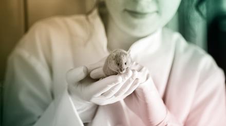Schon lange tüfteln Forschende an Lösungen, um Organismen zu verjüngen – zum Beispiel mit Mäusen.