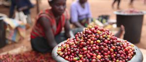 Bis heute liegt die Arbeit auf Kaffeeplantagen in Menschenhand. Aber der Klimawandel bedroht die Anbaugebiete am Äquator.