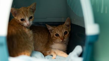 Die beiden Kater Flitzi und Stöpsel sind Straßenkatzen – abgemagert, krank und voller Parasiten.