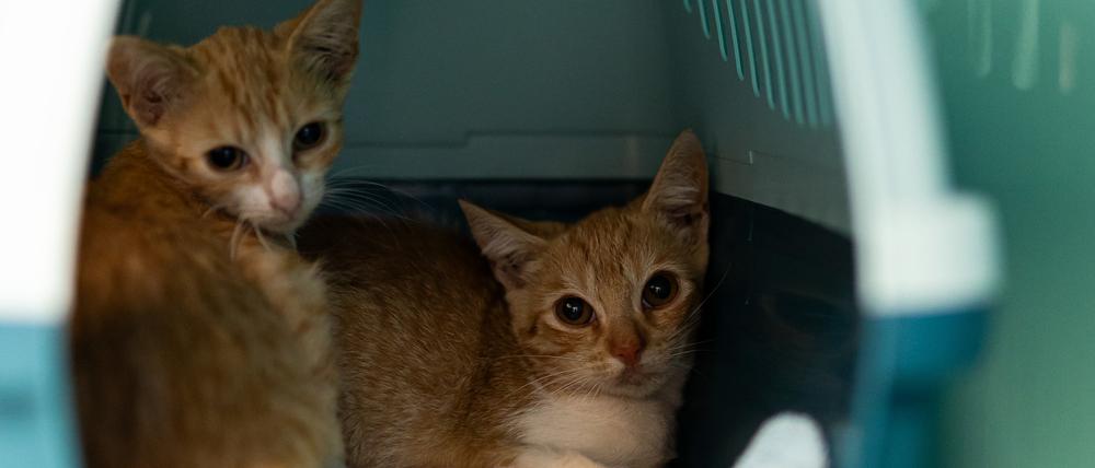 Die beiden Kater Flitzi und Stöpsel sind Straßenkatzen – abgemagert, krank und voller Parasiten.