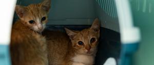 Die beiden Kater Flitzi und Stöpsel sind Straßenkatzen – abgemagert, krank und voller Parasiten.
