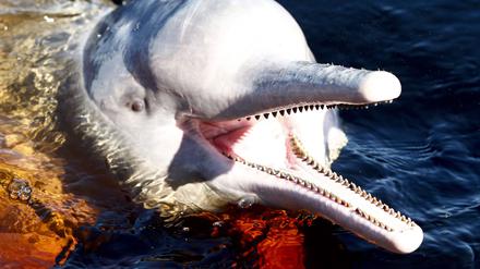 Archivfoto: Ein Amazonasdelfin schwimmt im Rio Negro in der Nähe von Manaus. 