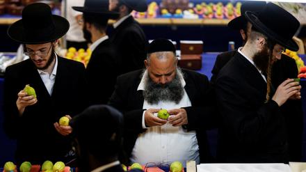 Ultraorthodoxe Juden inspizieren Zitrusfrüchte. 