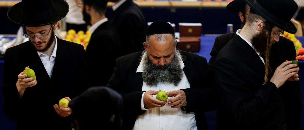 Ultraorthodoxe Juden inspizieren Zitrusfrüchte. 