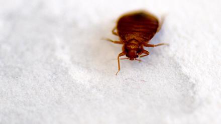 Immer hungrig: Die Bettwanze (Cimex lectularius)
