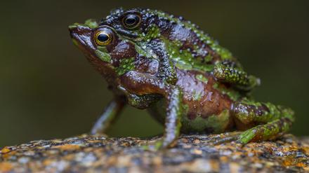 In Mittelamerika, einer an Fröschen reichen Region, sind die meisten Amphibienarten gefährdet – auch die Morona-Santiago-Stummelfußkröte (Atelopus halihelos) in Ecuador.