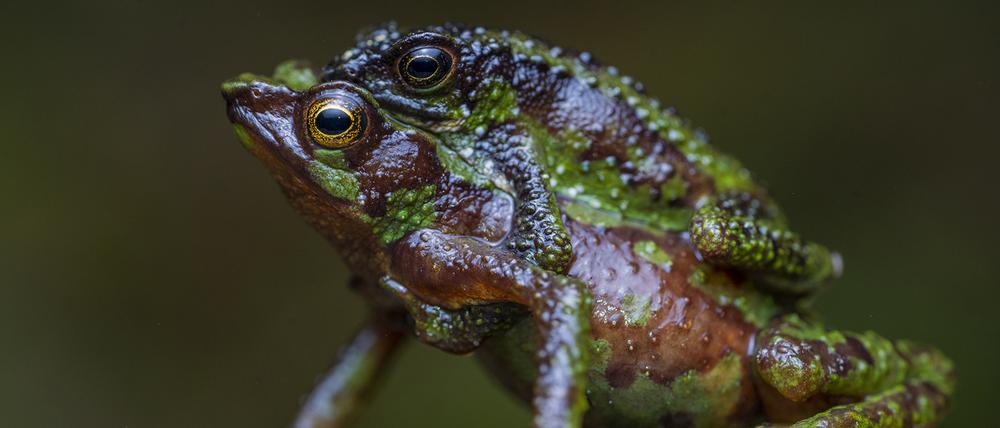 In Mittelamerika, einer an Fröschen reichen Region, sind die meisten Amphibienarten gefährdet – auch die Morona-Santiago-Stummelfußkröte (Atelopus halihelos) in Ecuador.
