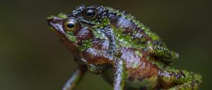 In Mittelamerika, einer an Fröschen reichen Region, sind die meisten Amphibienarten gefährdet – auch die Morona-Santiago-Stummelfußkröte (Atelopus halihelos) in Ecuador.