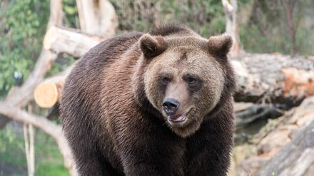 Braunbär Lucifer läuft durch ein Gehege im Berliner Zoo. Die drei Bärenbrüder mit den Namen Lucifer, Lillebor und Momoa (alle 4 Jahre alt) sind in den Zoo Berlin eingezogen.