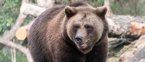 Braunbär Lucifer läuft durch ein Gehege im Berliner Zoo. Die drei Bärenbrüder mit den Namen Lucifer, Lillebor und Momoa (alle 4 Jahre alt) sind in den Zoo Berlin eingezogen.