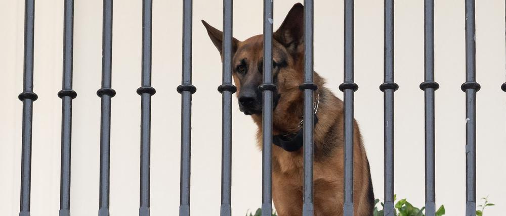 Joe Bidens Deutscher Schäferhund Commander auf dem Truman Balkon des Weißen Hauses.