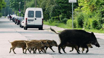 Wildschweine in der Stadt.