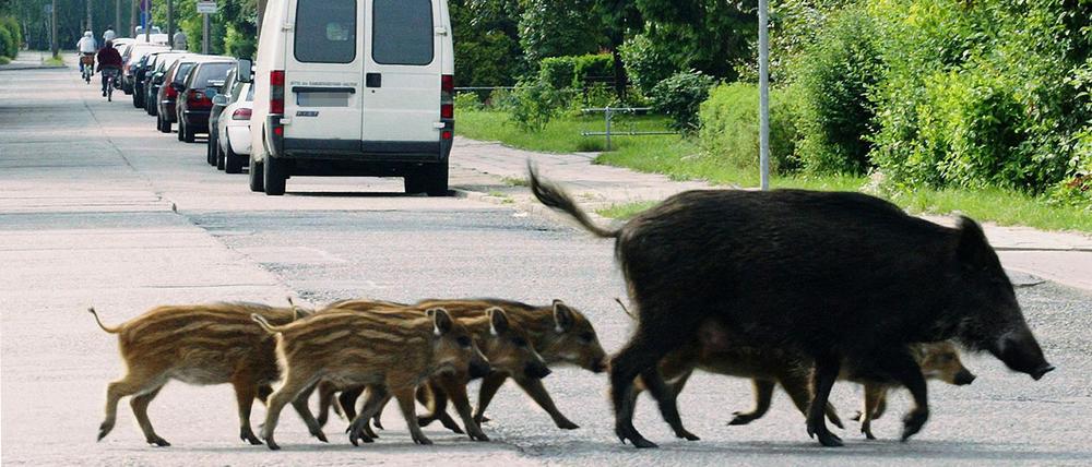 Wildschweine in der Stadt.