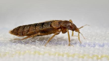 Gemeine Bettwanze, Bettwanze, Bett-Wanze, Hauswanze, Haus-Wanze Cimex lectularius, im Bett Bedbug, Common bedbug, Wall-louse Cimex lectularius, in bed BLWS361463