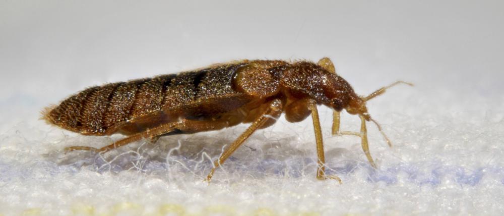Gemeine Bettwanze, Bettwanze, Bett-Wanze, Hauswanze, Haus-Wanze Cimex lectularius, im Bett Bedbug, Common bedbug, Wall-louse Cimex lectularius, in bed BLWS361463