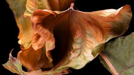 Viele Frauen leiden unter den wechseljahresbedingten Veränderungen an Vulva und Vagina.