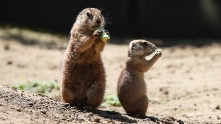 Süß, aber nicht zum Kuscheln. In freier Wildbahn können Präriehunde Viren tragen, die auf Menschen überspringen können. 