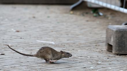 Eine Ratte läuft davon, aufgeschreckt durch die Aufräumabeiten der Stadtreinigung. 