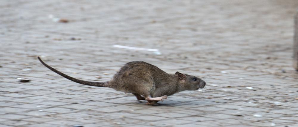 Eine Ratte läuft davon, aufgeschreckt durch die Aufräumabeiten der Stadtreinigung. 
