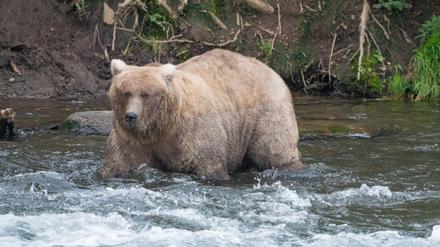 Braunbärin Grazer (mit der Kennzahl 128) setzte sich bei der Kür zum fettesten Pelztier des Katmai-Nationalparks gegen das imposante Männchen 32 Chunk (auf Deutsch «Klotz») durch. Das «gefräßige Mädchen» habe den «Kerl mit der Wampe» ausgestochen, teilte die Parkverwaltung im nördlichsten US-Bundesstaat am Dienstagabend (Ortszeit) mit. 