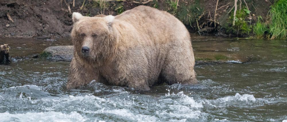 Braunbärin Grazer (mit der Kennzahl 128) setzte sich bei der Kür zum fettesten Pelztier des Katmai-Nationalparks gegen das imposante Männchen 32 Chunk (auf Deutsch «Klotz») durch. Das «gefräßige Mädchen» habe den «Kerl mit der Wampe» ausgestochen, teilte die Parkverwaltung im nördlichsten US-Bundesstaat am Dienstagabend (Ortszeit) mit. 