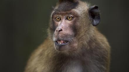 Javaneraffen (Macaca fascicularis) erhielten in einem Experiment die Nieren von Schweinen - manche von ihnen überlebten nicht lange.